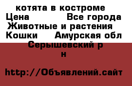 котята в костроме › Цена ­ 2 000 - Все города Животные и растения » Кошки   . Амурская обл.,Серышевский р-н